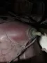 Opel Kadett