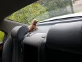BMW e32 735i 1a Zust. ein.d.ersten, kein Wartu...