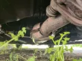 Ford Escort, 