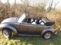 Volkswagen Käfer- todschick und perfekt!