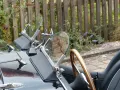 Triumph TR3