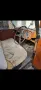 Other Austin FL1 Baujahr 1950  seltene 7-Sitzer...