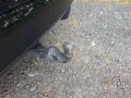Audi SQ5 TFSI quattro S tronic PANO AHK MATRIX 4xKAM