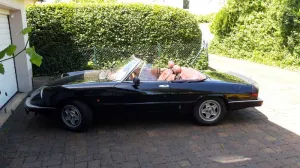 Alfa Romeo Spider -  Kult auf der Starße 