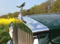 Rolls-Royce Corniche Vorläufer Shadow 1 Two Door Saloon