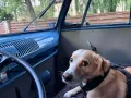 Volkswagen T1