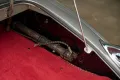 Jaguar XK120 OTS - Orig. 35.072 Miles - Lückenlose Hist