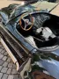 Cobra Andere