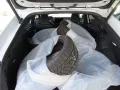 Subaru Solterra Platinum plus Black & White