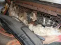 Buick Special 4-Door Hardtop 5.3 V8