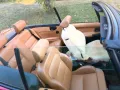 Peugeot 306 Cabriolet BJ1994 2te Hand TÜV ...