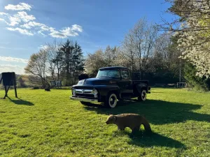 Ford F 100 big back window Fordomatic 
