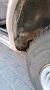 Ford Sierra MK 1 Ghia 2.0 L V6