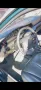Mitsubishi Sigma 3.0 24v Automatik H Kennz...